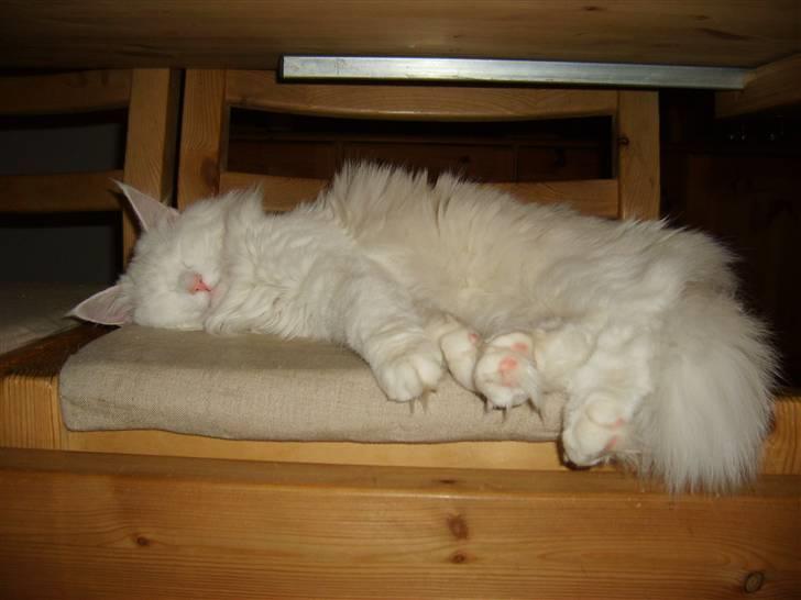 Norsk Skovkat Victor - Victor tager middagshvil, efter en omgang vild leg efter musen. billede 2