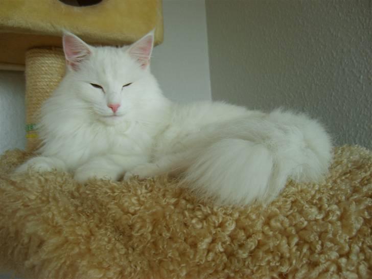 Norsk Skovkat Victor - Er han ikke dejlig?? billede 3