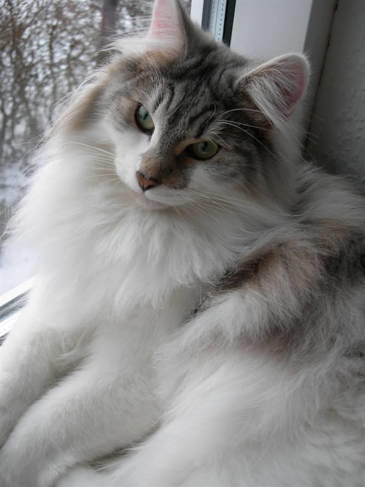 Norsk Skovkat Na'zyias Faris Faruq - Faruq 06.01.08. Vinterstemning. billede 20