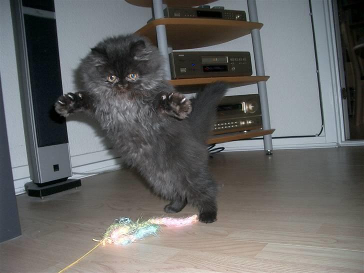 Perser DK Sodono's Felix - Felix i fuld firspring. billede 2