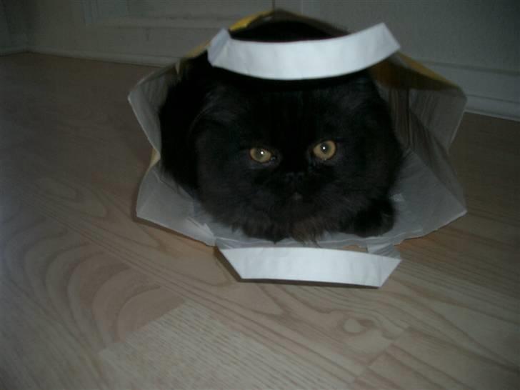 Perser DK Sodono's Felix billede 3