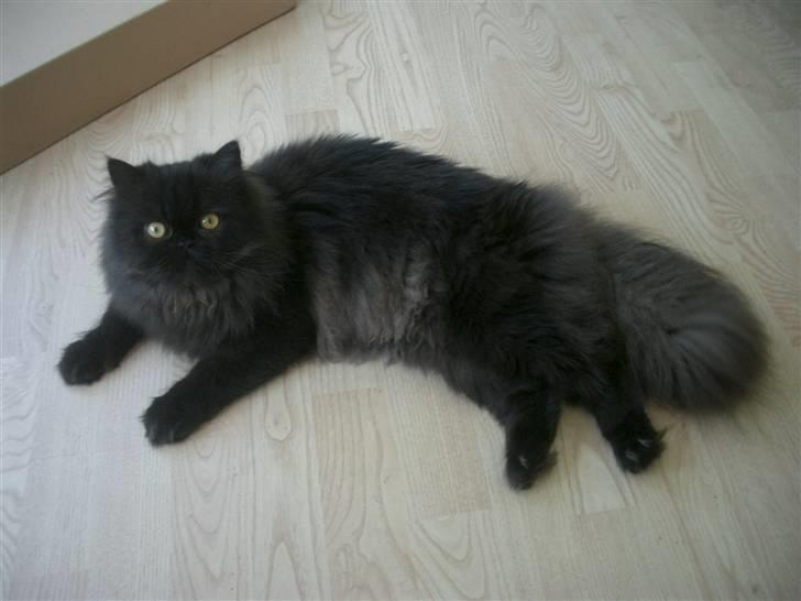 Perser DK Sodono's Felix billede 4