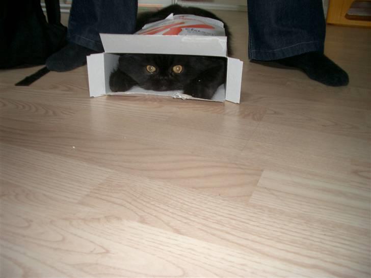 Perser DK Sodono's Felix - "Titte bøøøh!" billede 6