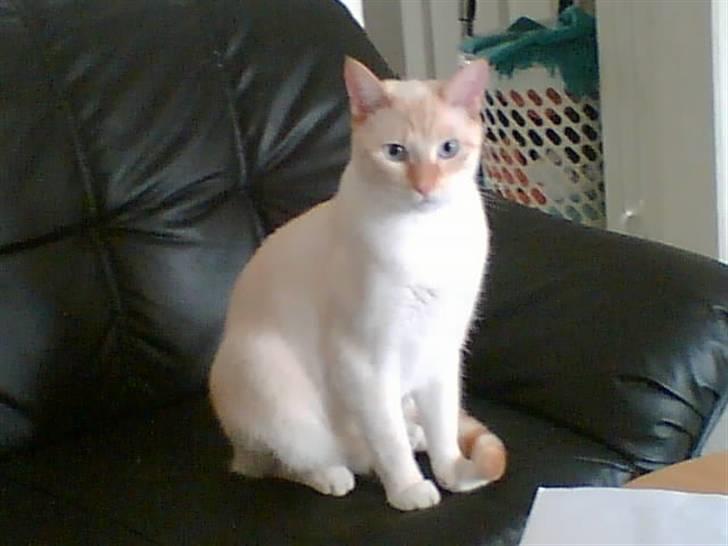 Blanding af racer william - er jeg ikke fin billede 1