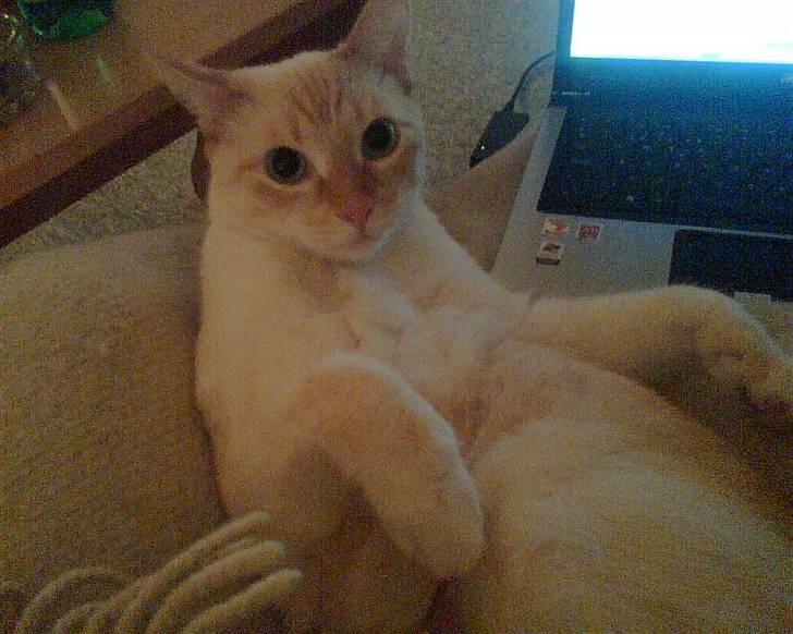 Blanding af racer william - hey snak lige med mig og ikke computeren billede 2