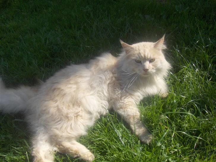 Maine Coon mads RIP - et billed fra denne sommer billede 1