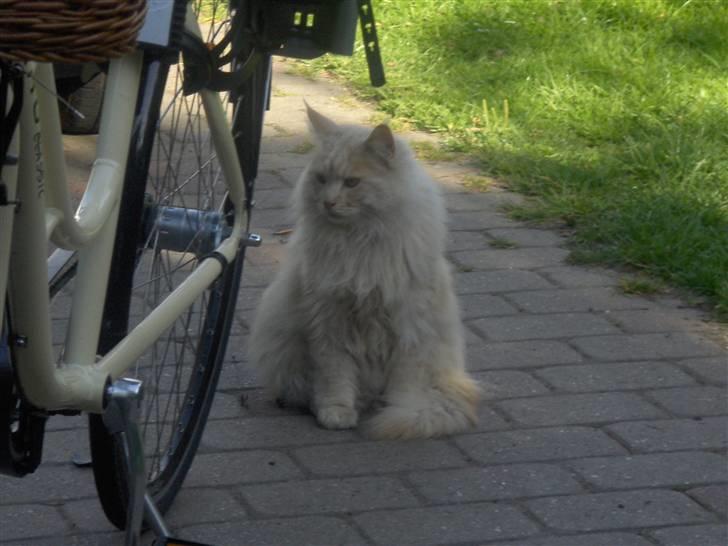 Maine Coon mads RIP - et billed fra denne sommer billede 2