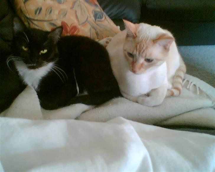 Blanding af racer william - hans bedste ven billede 3