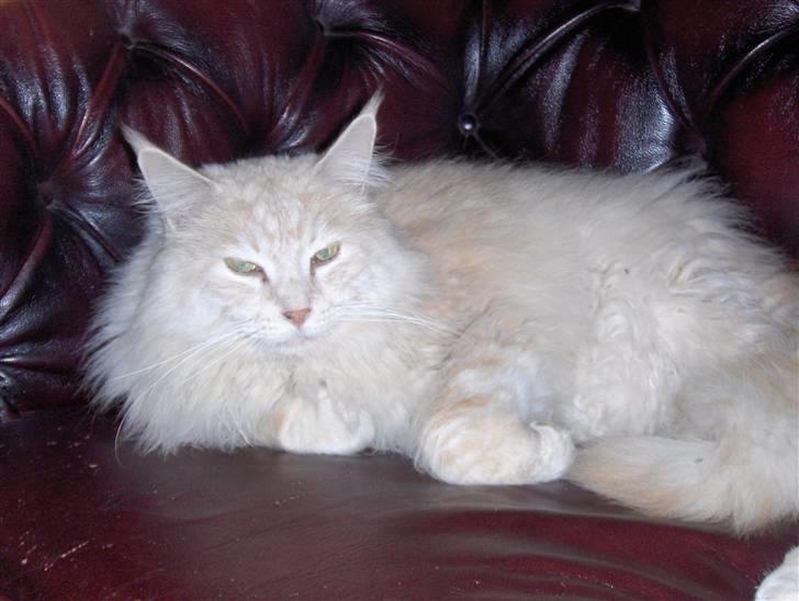 Maine Coon mads RIP - et billed fra engang i vinters billede 3