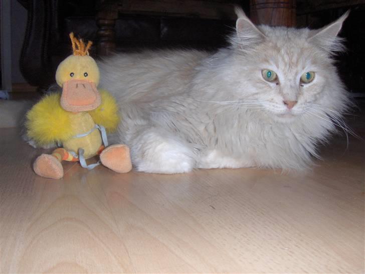 Maine Coon mads RIP - et billed fra foråret billede 4