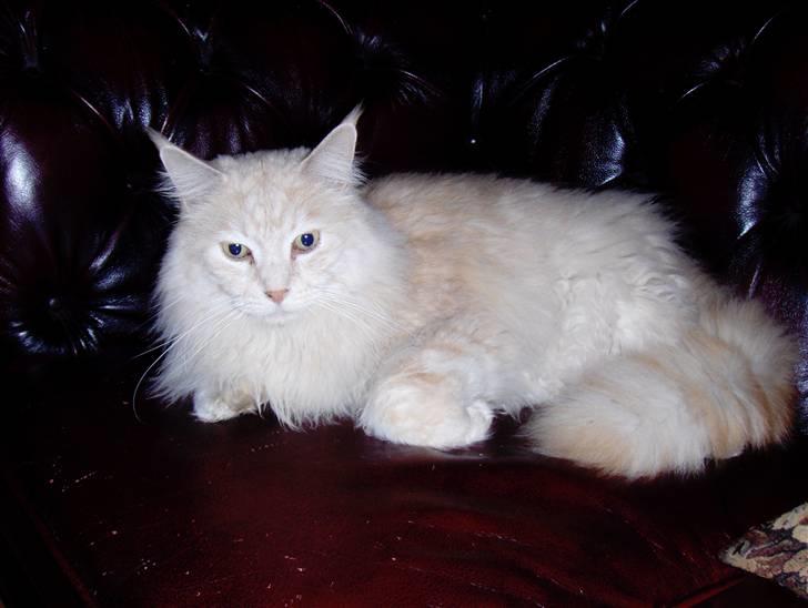 Maine Coon mads RIP - et billede fra engeng i vinters billede 5