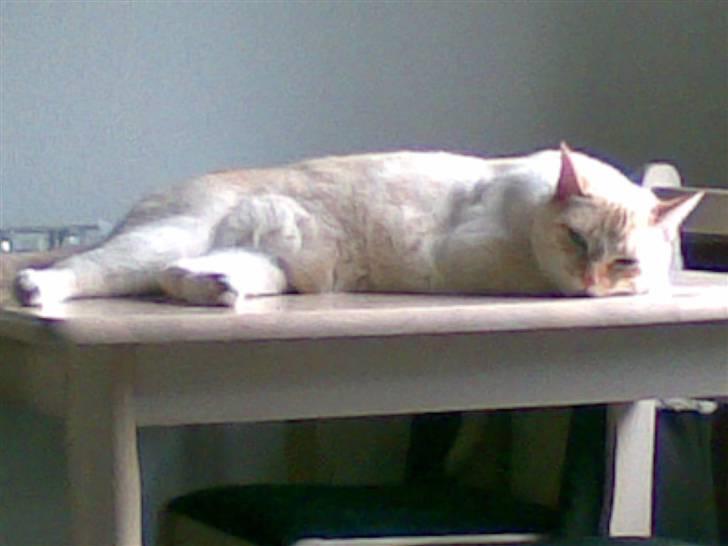 Blanding af racer william - ligger lige og tager en lur her selv om jeg ikke må billede 4