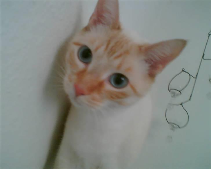 Blanding af racer william - hvis jeg nu sniger mig op af væggen så ser du ikke jeg går på bordet billede 5