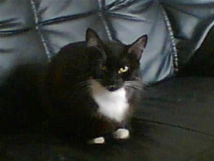 Huskat freja r.i.p. 29/8 08 - er jeg ikke fin billede 1