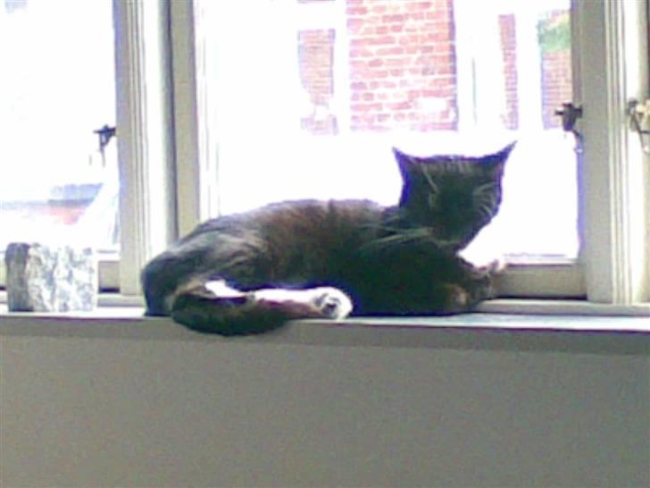 Huskat freja r.i.p. 29/8 08 - min vinduskarm. her er bare hyggelig billede 2