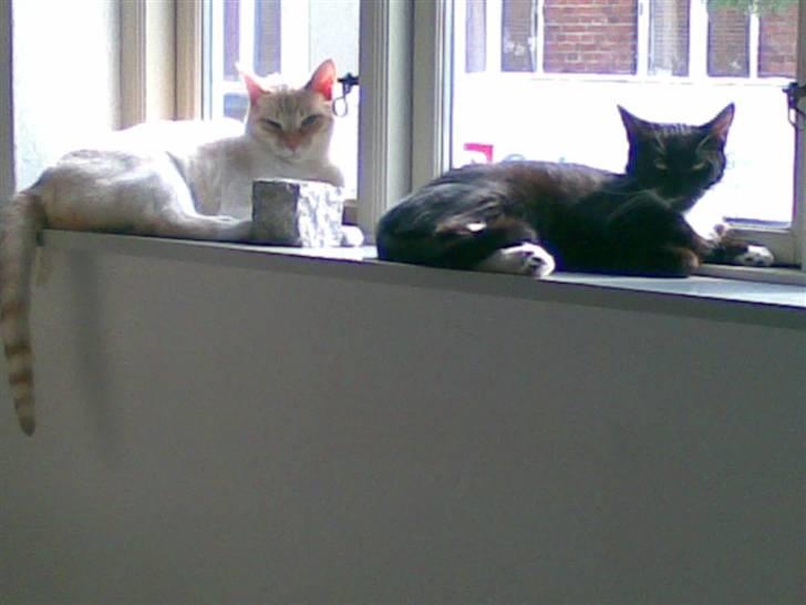 Huskat freja r.i.p. 29/8 08 - mig og min bedsteven, ikke noget beder end når vi får os en lur i solen billede 3