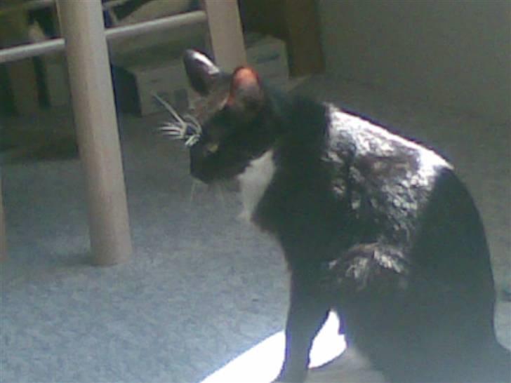 Huskat freja r.i.p. 29/8 08 - keder mig hvad skal jeg finde på,  billede 4