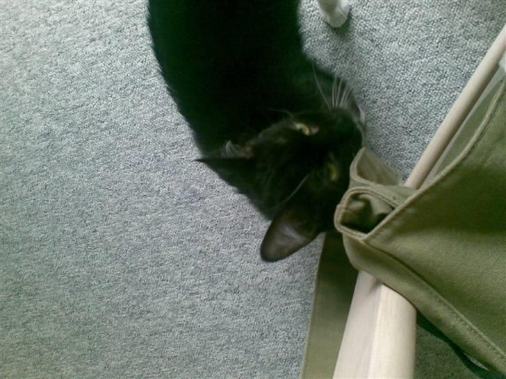 Huskat freja r.i.p. 29/8 08 - hey se mig lige billede 5