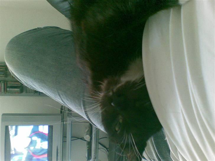 Huskat freja r.i.p. 29/8 08 - hvor er der hyggelig at ligge her billede 6