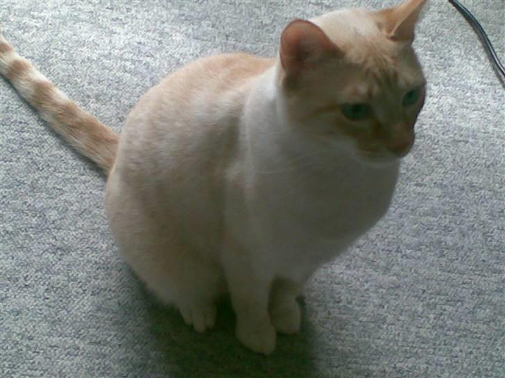 Blanding af racer william - er jeg snart færdig billede 6