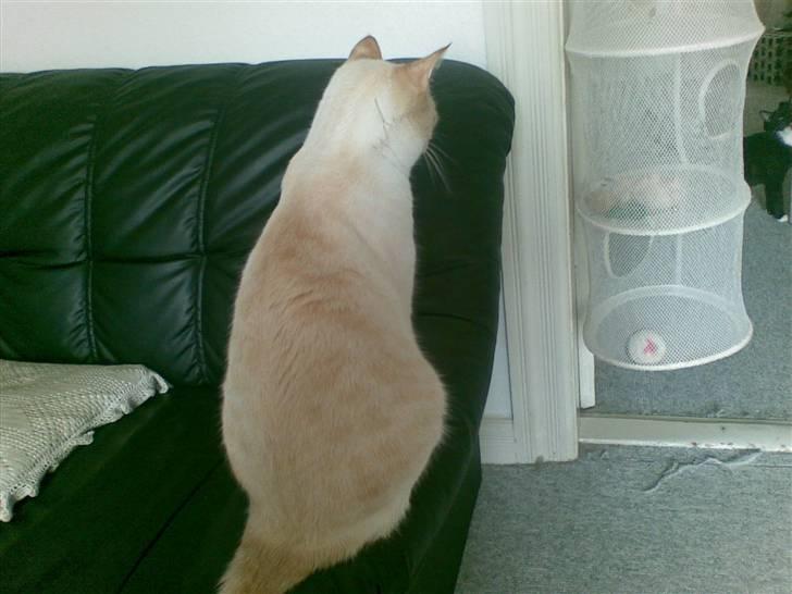 Blanding af racer william - er lige lidt sur, så vender lige rygge til  billede 7