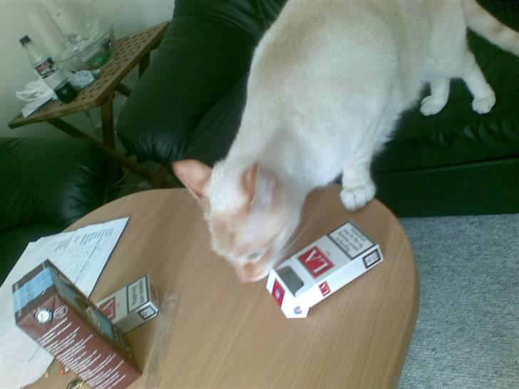 Blanding af racer william - det bedste jeg ved at stjæle ting fra bordet, selv om jeg ikke må billede 8