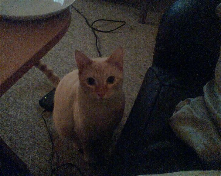 Blanding af racer william - hallo se mig sidder lige her hehe billede 9