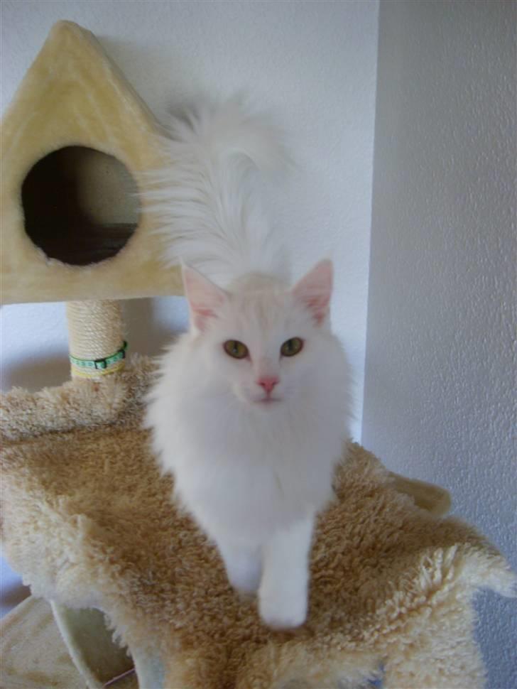 Norsk Skovkat Victor billede 4