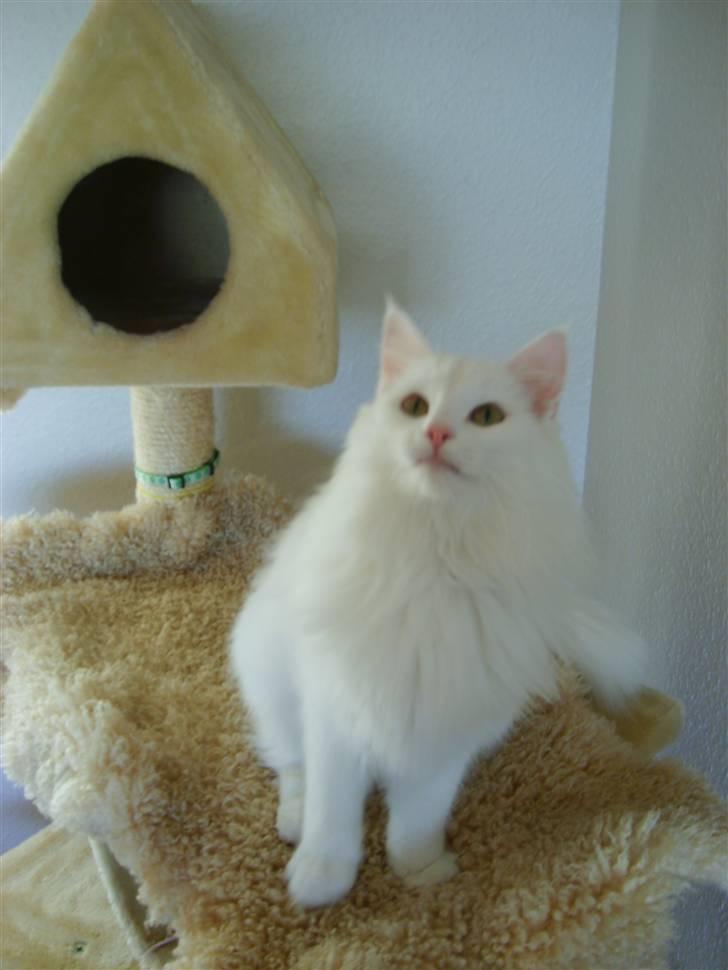 Norsk Skovkat Victor billede 5