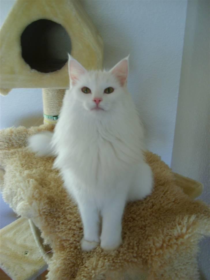 Norsk Skovkat Victor billede 6