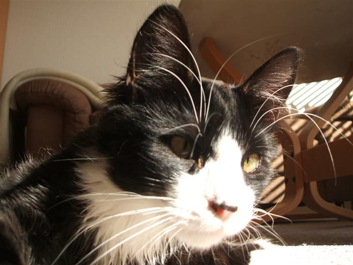 Norsk Skovkat Barneby R.i.p :'( billede 12