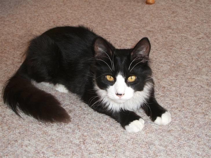 Norsk Skovkat Barneby R.i.p :'( billede 13