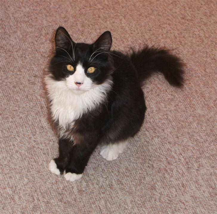 Norsk Skovkat Barneby R.i.p :'( billede 14