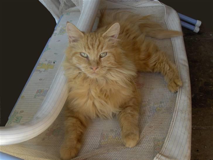 Maine Coon foxy - august billede 1