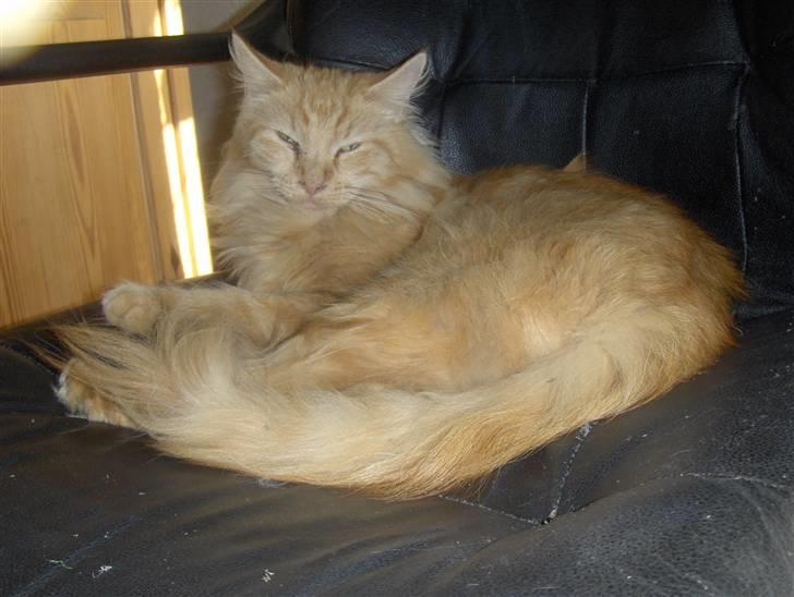 Maine Coon foxy billede 2