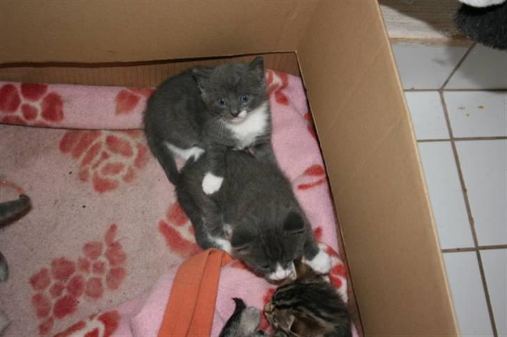 Huskat Axel - Det er ham der kigger på kameraet! billede 2