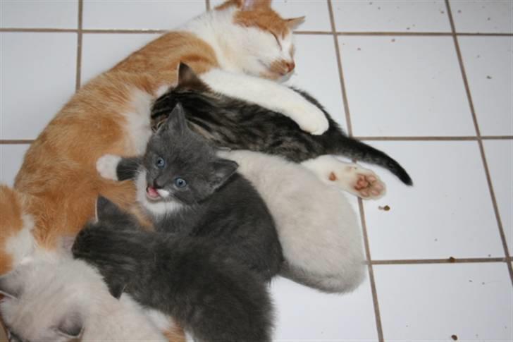 Huskat Axel - Igen ham der kigger op. billede 3