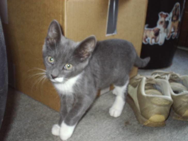 Huskat Axel billede 4