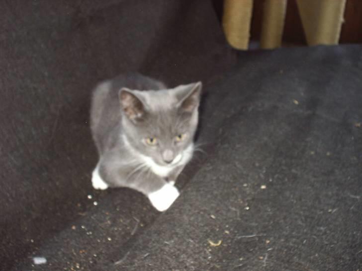 Huskat Axel - Her er han så igang med at lege med sofaen! billede 5