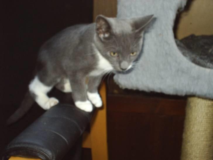 Huskat Axel billede 6