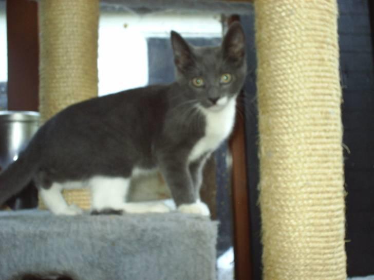 Huskat Axel - Flot ikk??? billede 7