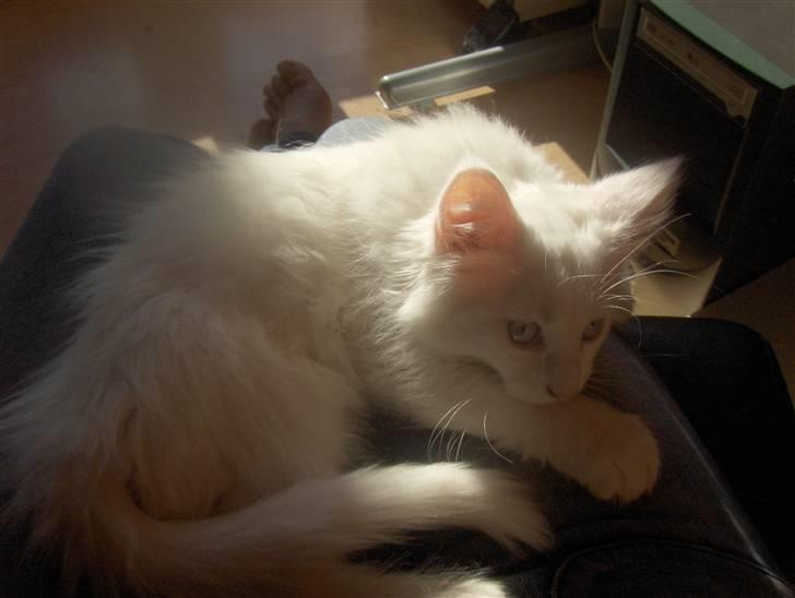 Maine Coon soya billede 1