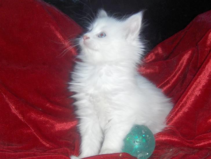 Maine Coon soya billede 2