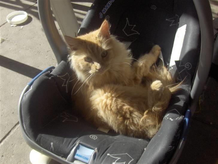 Maine Coon foxy - taget her i starten af august billede 3