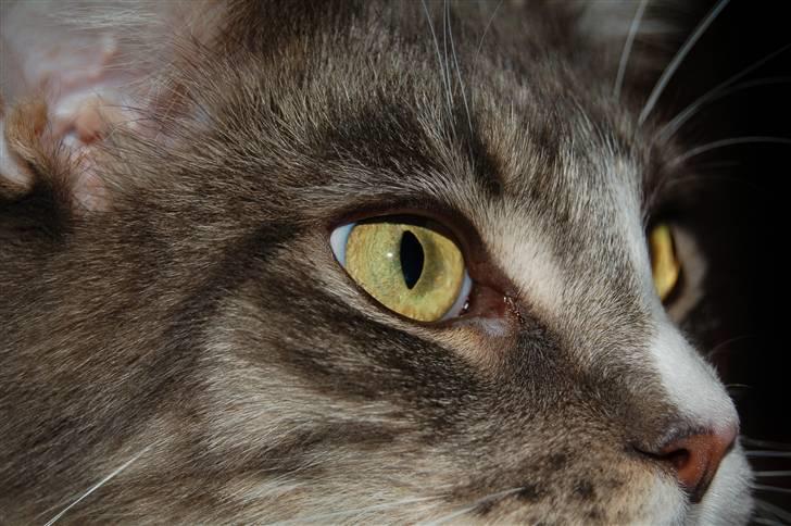 Maine Coon JOEY *død 29-07-2011* - se hendes dejlige øjne.. billede 17