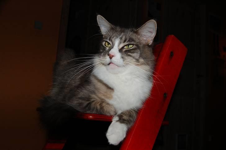 Maine Coon JOEY *død 29-07-2011* - Morgentræt? billede 18