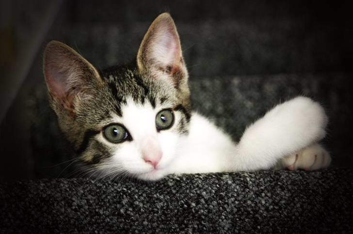 Blanding af racer Daisy - Daisy ligger her på trappen og leger med sin papirkugle billede 1