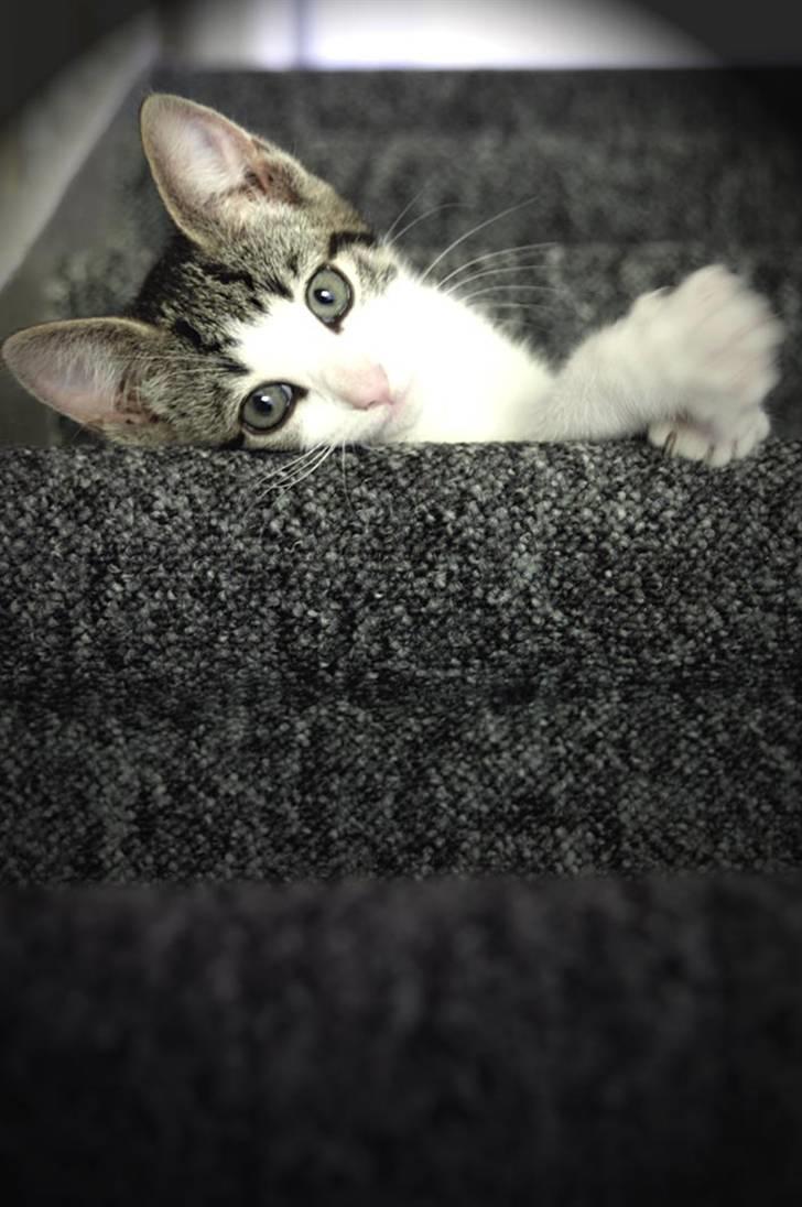 Blanding af racer Daisy - Er hun ikke bare sød !?!? *S* billede 2