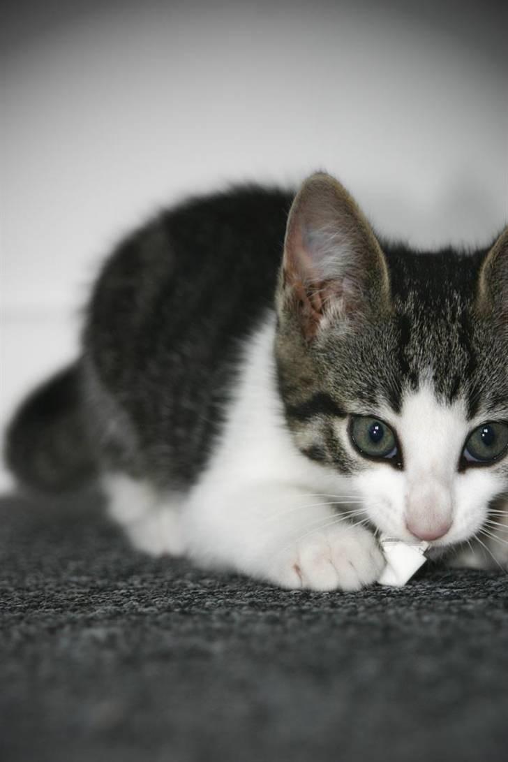 Blanding af racer Daisy - Igen er hun optaget af sin lille papirkugle.. den kan hun jagte i lang tid af gangen ... meget underholdende *S* billede 3