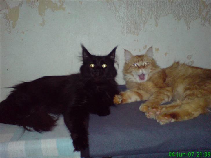 Maine Coon Chilli billede 8